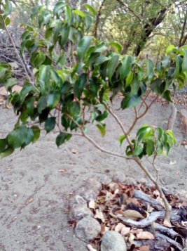 young bay laurel tree